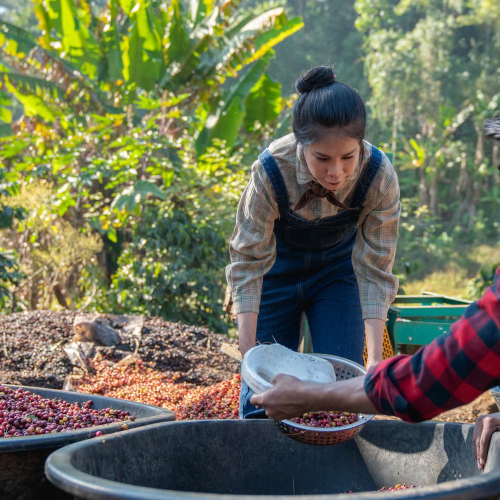 Jake and Mya Arando sorting coffee cherries in wash tubs.