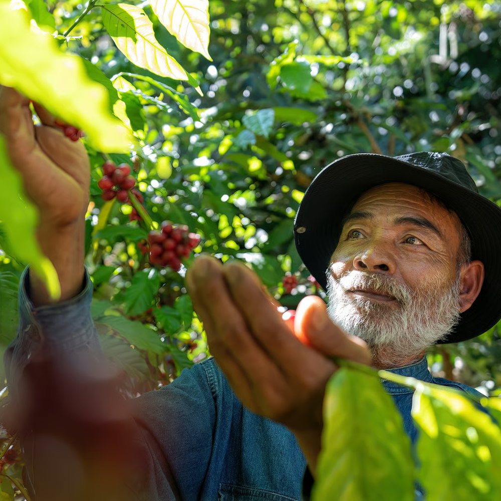 Yuki Nakamura picking ripe coffee cherries by hand.
